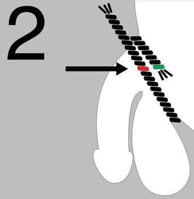 The Atlas Leather Harness